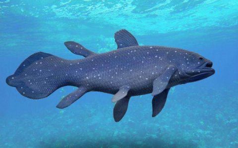 天机榜|世界十大古老鱼排行榜