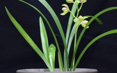 天机榜|中国花草四雅排行榜