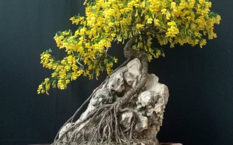 天机榜|中国盆景四大家排行榜