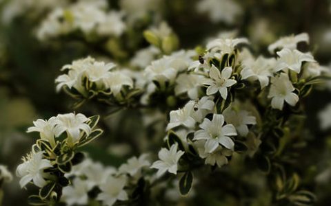 天机榜|中华十大名山排行榜